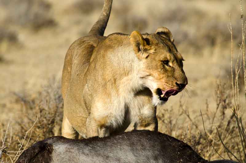 48 - Namibia - leones comiendo - parque nacional de Etosha